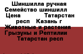 Шиншилла ручная. Семейство шиншилл.  › Цена ­ 1 000 - Татарстан респ., Казань г. Животные и растения » Грызуны и Рептилии   . Татарстан респ.